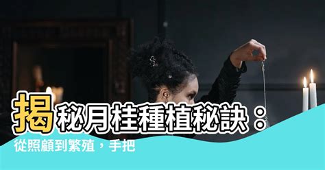 月桂 種植|【月桂種植】揭秘月桂種植秘訣：從照顧到繁殖，手把手教你養。